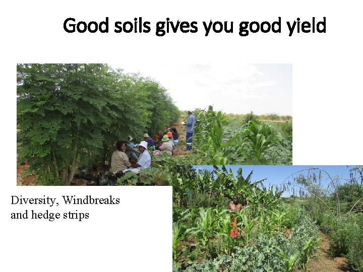 Good soils gives you good yield Diversity, Windbreaks and hedge strips 