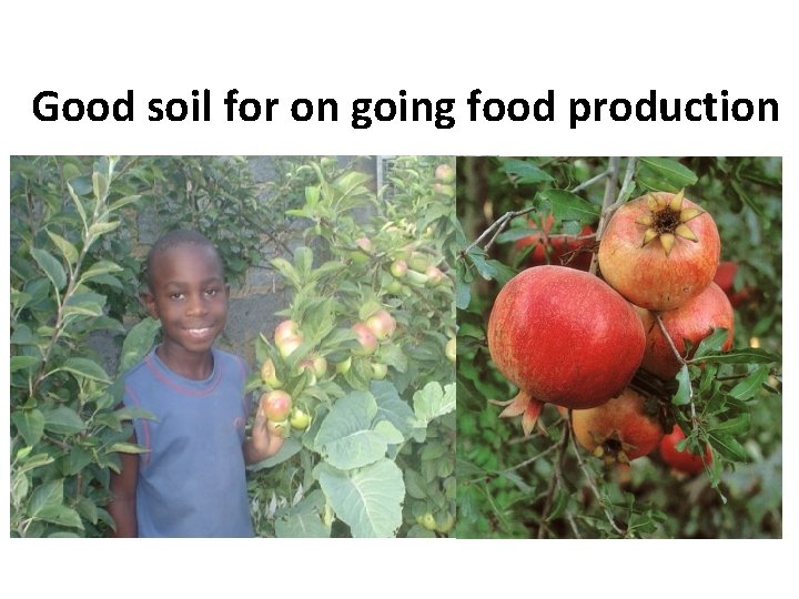 Good soil for on going food production 