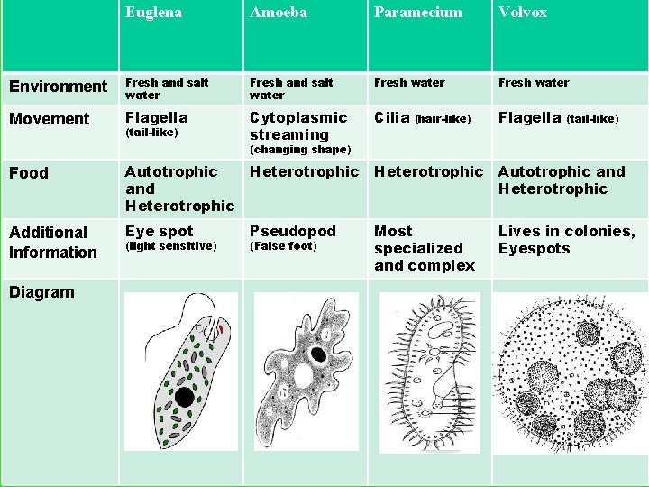 Euglena Amoeba Paramecium Volvox Environment Fresh and salt water Fresh water Movement Flagella Cytoplasmic