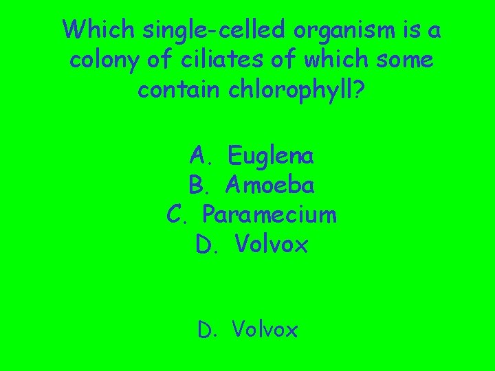 Which single-celled organism is a colony of ciliates of which some contain chlorophyll? A.