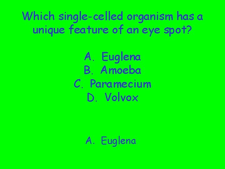 Which single-celled organism has a unique feature of an eye spot? A. Euglena B.