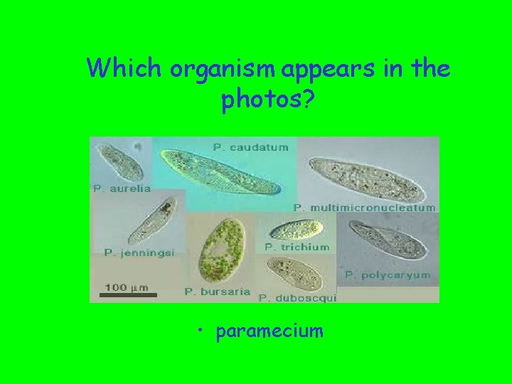 Which organism appears in the photos? • paramecium 
