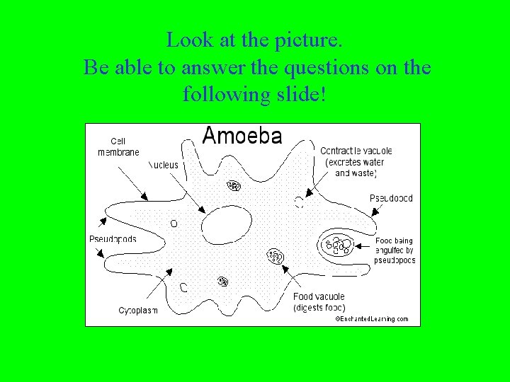 Look at the picture. Be able to answer the questions on the following slide!