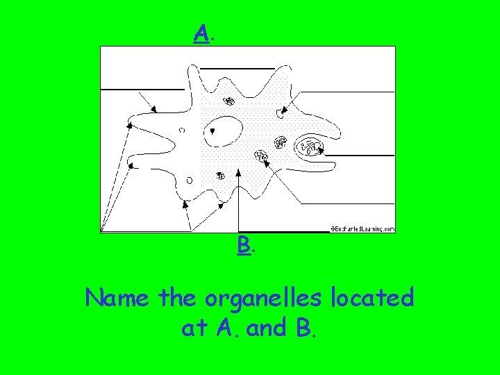 A. B. Name the organelles located at A. and B. 