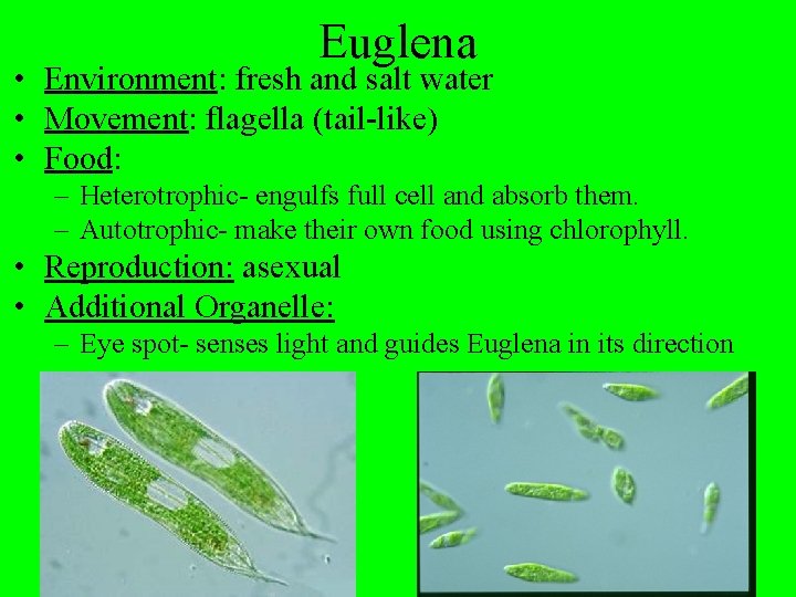 Euglena • Environment: fresh and salt water • Movement: flagella (tail-like) • Food: –