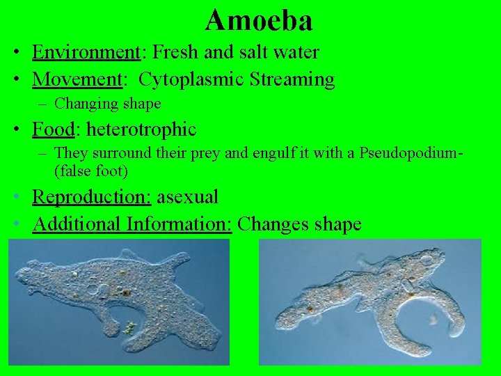 Amoeba • Environment: Fresh and salt water • Movement: Cytoplasmic Streaming – Changing shape