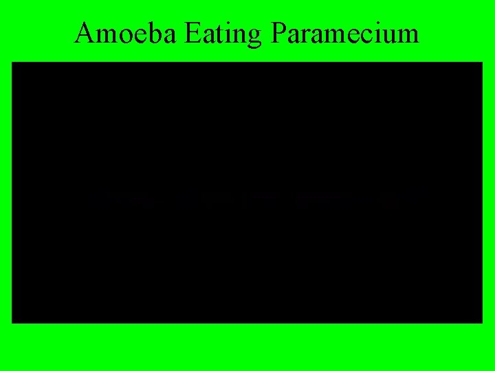 Amoeba Eating Paramecium 