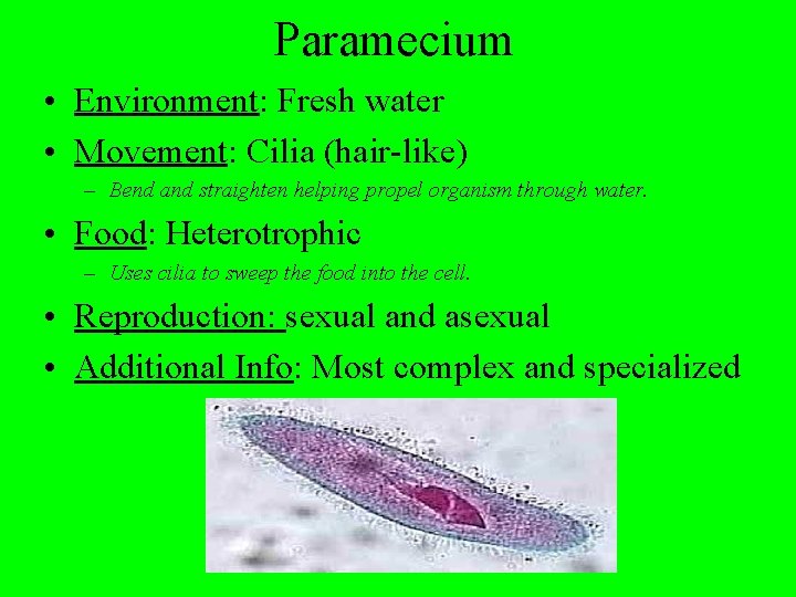 Paramecium • Environment: Fresh water • Movement: Cilia (hair-like) – Bend and straighten helping