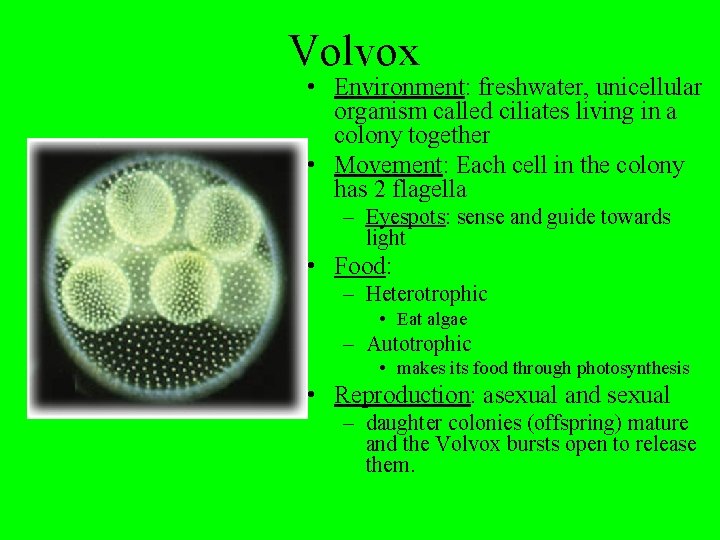 Volvox • Environment: freshwater, unicellular organism called ciliates living in a colony together •