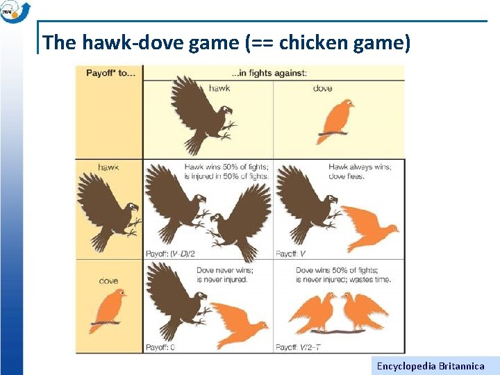 The hawk-dove game (== chicken game) Encyclopedia Britannica 