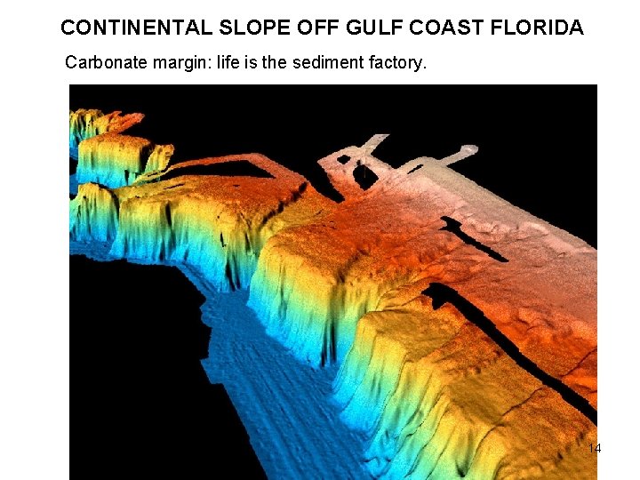 CONTINENTAL SLOPE OFF GULF COAST FLORIDA Carbonate margin: life is the sediment factory. 14