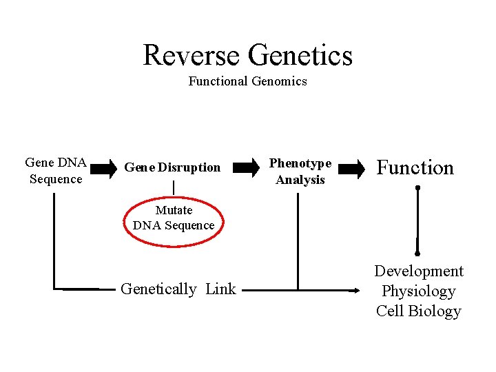 Reverse Genetics Functional Genomics Gene DNA Sequence Gene Disruption Phenotype Analysis Function Mutate DNA