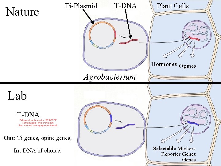 Nature Ti-Plasmid T-DNA Plant Cells Hormones Opines Agrobacterium Lab T-DNA Out: Ti genes, opine