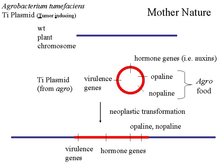 Agrobacterium tumefaciens Ti Plasmid (Tumor inducing) Mother Nature wt plant chromosome hormone genes (i.