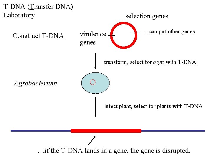 T-DNA (Transfer DNA) Laboratory Construct T-DNA selection genes virulence genes …can put other genes.