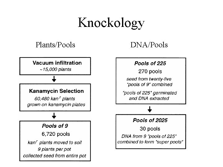 Knockology Plants/Pools DNA/Pools 