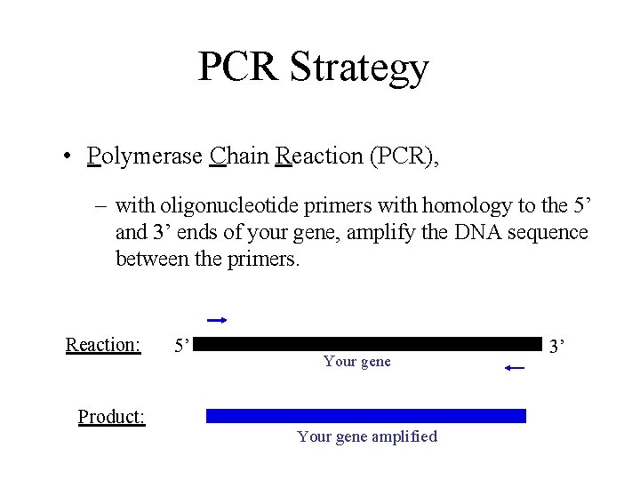 PCR Strategy • Polymerase Chain Reaction (PCR), – with oligonucleotide primers with homology to