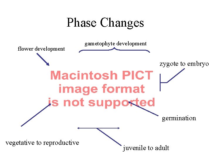 Phase Changes flower development gametophyte development zygote to embryo germination vegetative to reproductive juvenile