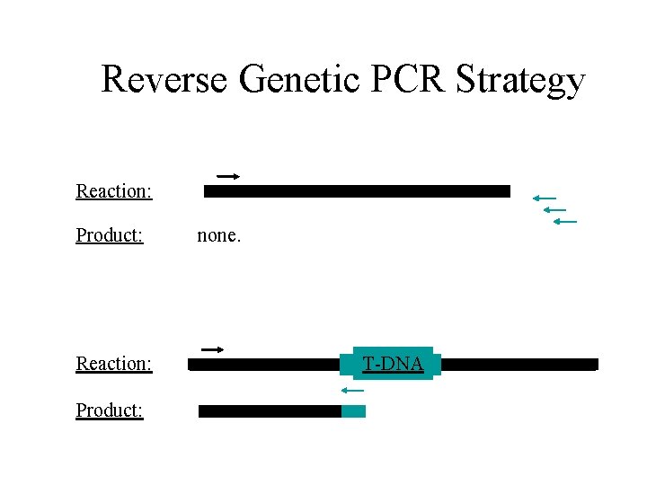 Reverse Genetic PCR Strategy Reaction: Product: none. T-DNA 