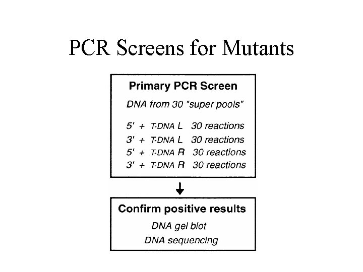 PCR Screens for Mutants 
