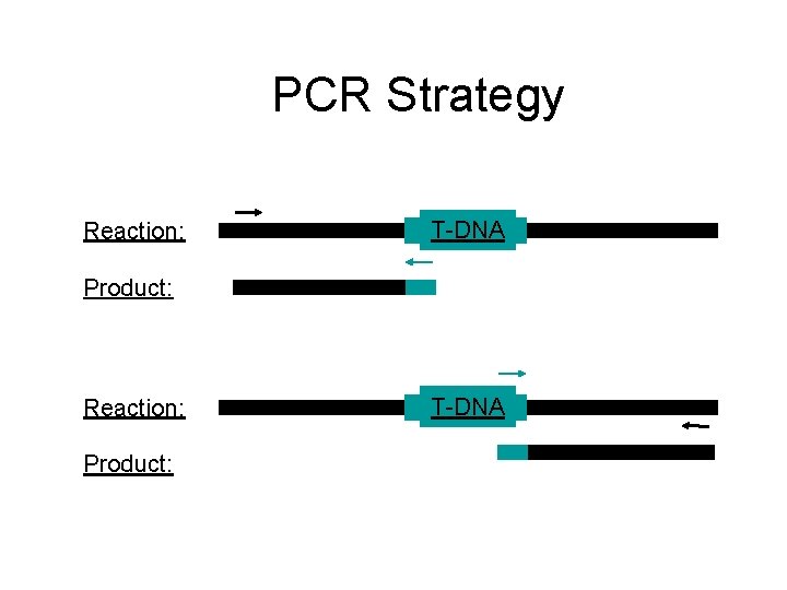 PCR Strategy Reaction: T-DNA Product: Reaction: Product: T-DNA 