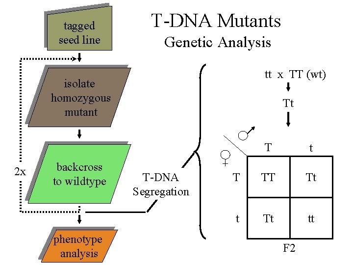 tagged seed line T-DNA Mutants Genetic Analysis tt x TT (wt) isolate homozygous mutant