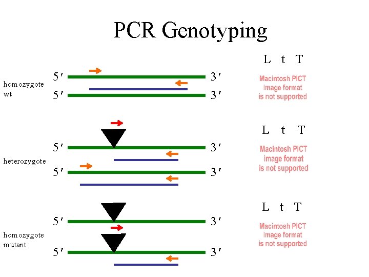 PCR Genotyping L t T homozygote wt 5’ 5’ 3’ 3’ L t heterozygote