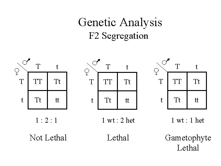 Genetic Analysis F 2 Segregation T t T TT Tt tt T t T