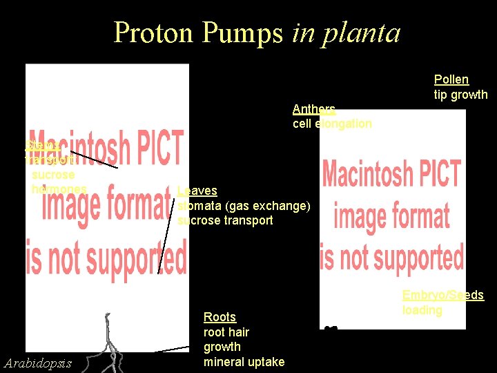 Proton Pumps in planta Pollen tip growth Anthers cell elongation Stems transport; sucrose hormones