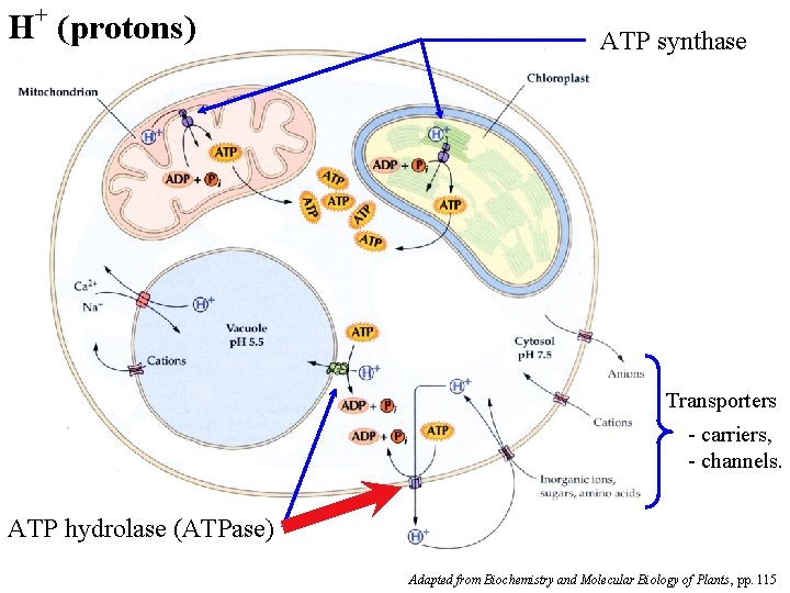 H+ (protons) ATP synthase Transporters - carriers, - channels. ATP hydrolase (ATPase) Adapted from