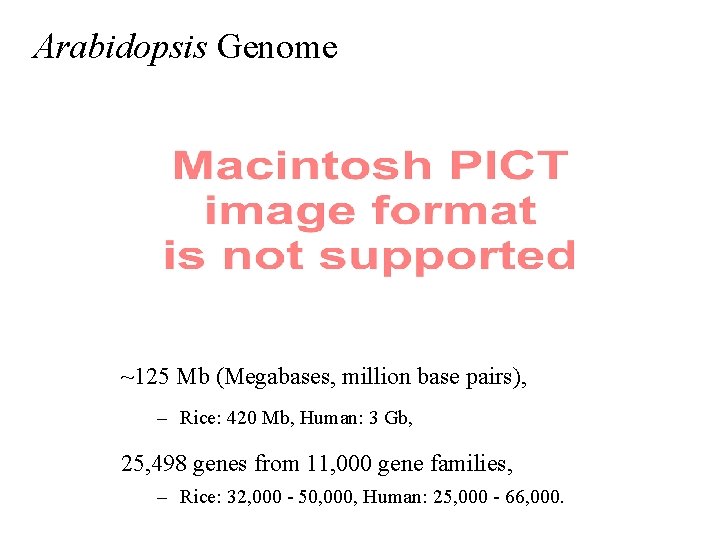 Arabidopsis Genome ~125 Mb (Megabases, million base pairs), – Rice: 420 Mb, Human: 3