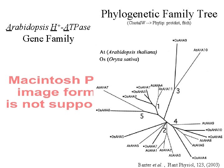 Phylogenetic Family Tree Arabidopsis H+-ATPase (Clustal. W --> Phylip: protdist, fitch) Gene Family Baxter