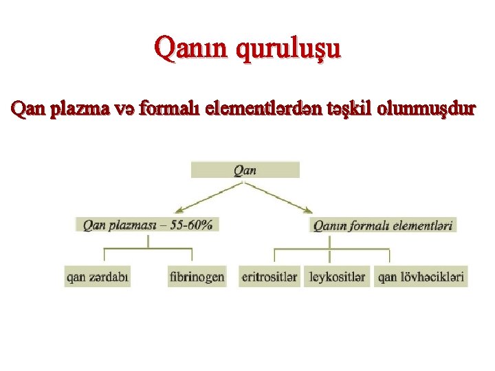 Qanın quruluşu Qan plazma və formalı elementlərdən təşkil olunmuşdur 