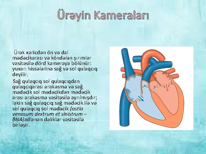 Ürəyin Kameraları Ürək xaricdən ön və dal mədəcikarası və köndələn şırımlar vasitəsilə dörd kameraya