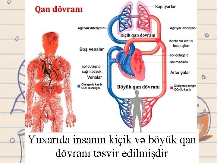 Yuxarıda insanın kiçik və böyük qan dövranı təsvir edilmişdir 