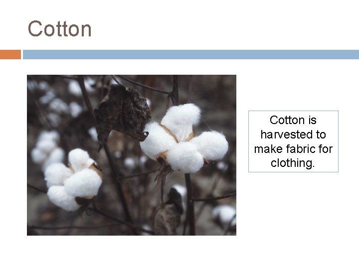 Cotton is harvested to make fabric for clothing. Cotton is harvested to make fabric for clothing.