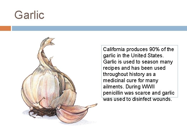 Garlic California produces 90% of the garlic in the United States. Garlic is used Garlic California produces 90% of the garlic in the United States. Garlic is used