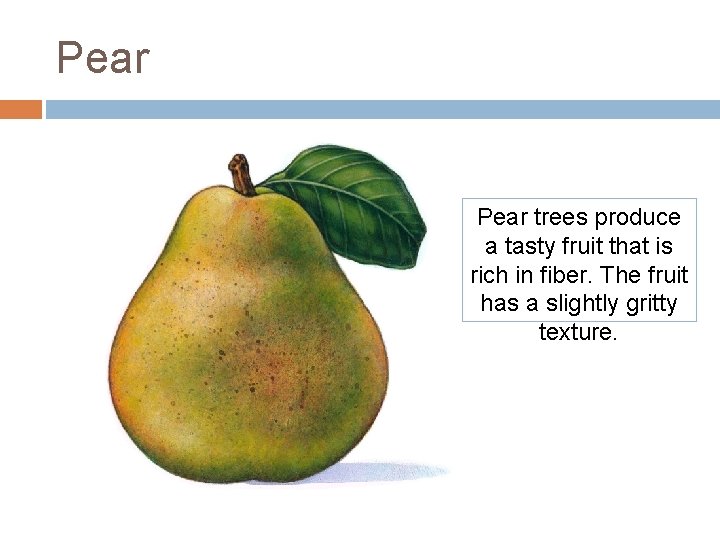 Pear trees produce a tasty fruit that is rich in fiber. The fruit has Pear trees produce a tasty fruit that is rich in fiber. The fruit has