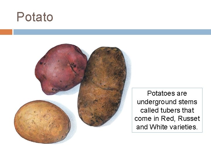 Potatoes are underground stems called tubers that come in Red, Russet and White varieties. Potatoes are underground stems called tubers that come in Red, Russet and White varieties.