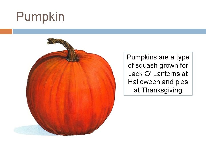 Pumpkins are a type of squash grown for Jack O’ Lanterns at Halloween and Pumpkins are a type of squash grown for Jack O’ Lanterns at Halloween and