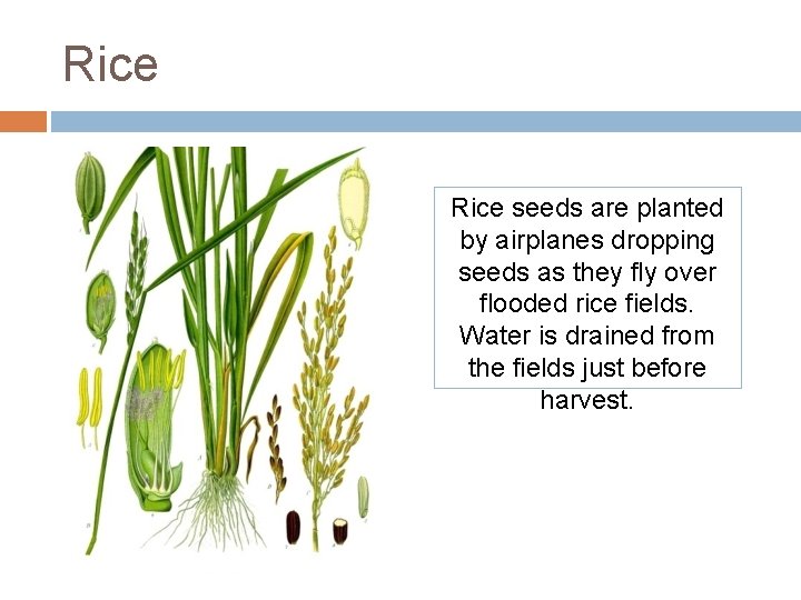 Rice seeds are planted by airplanes dropping seeds as they fly over flooded rice Rice seeds are planted by airplanes dropping seeds as they fly over flooded rice