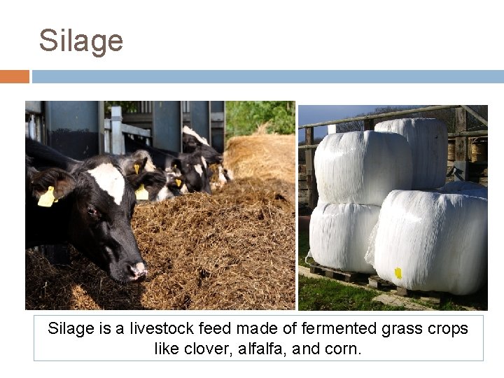 Silage is a livestock feed made of fermented grass crops like clover, alfalfa, and Silage is a livestock feed made of fermented grass crops like clover, alfalfa, and