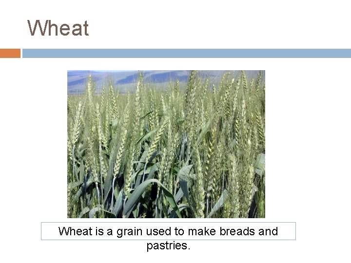 Wheat is a grain used to make breads and pastries. Wheat is a grain used to make breads and pastries.