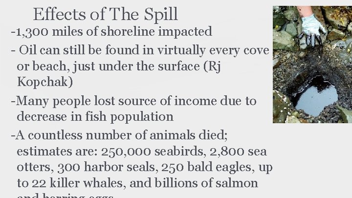 Effects of The Spill -1, 300 miles of shoreline impacted - Oil can still