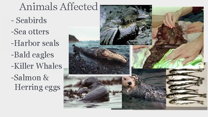 Animals Affected - Seabirds -Sea otters -Harbor seals -Bald eagles -Killer Whales -Salmon &