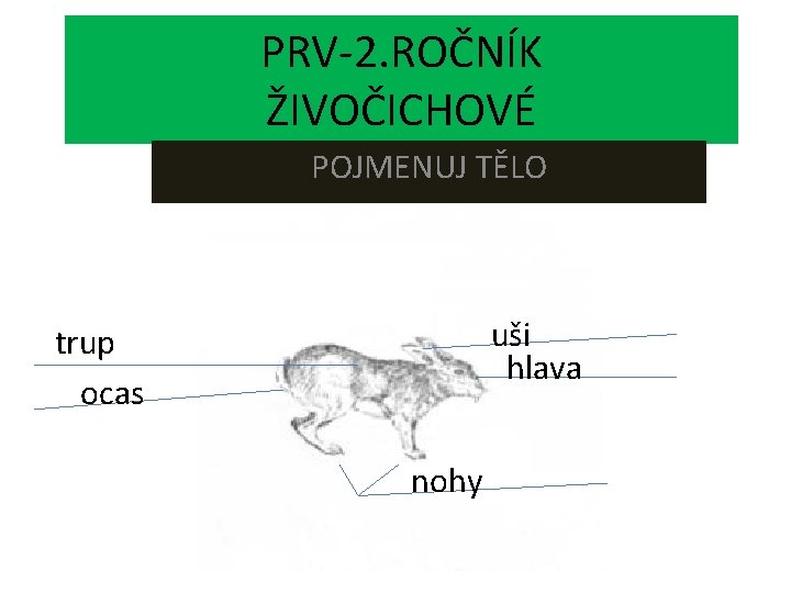 PRV-2. ROČNÍK ŽIVOČICHOVÉ POJMENUJ TĚLO uši hlava trup ocas nohy 