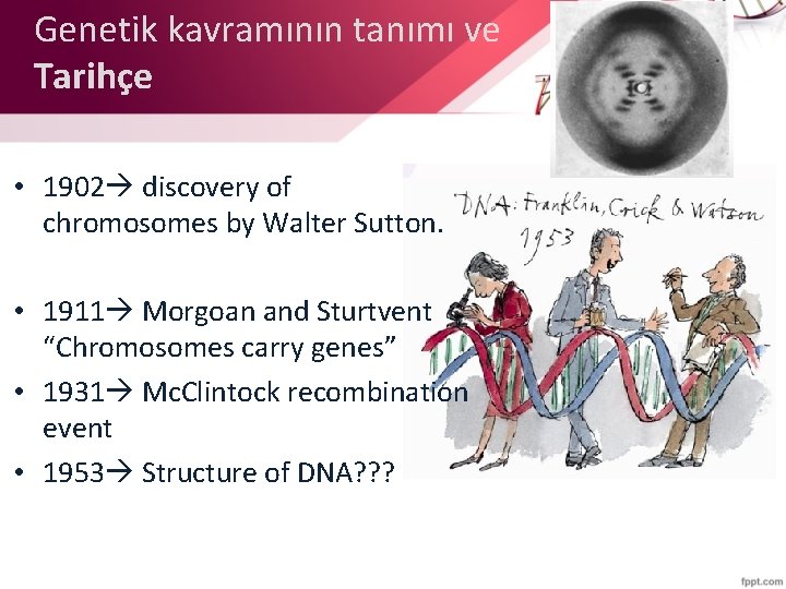 Genetik kavramının tanımı ve Tarihçe • 1902 discovery of chromosomes by Walter Sutton. •