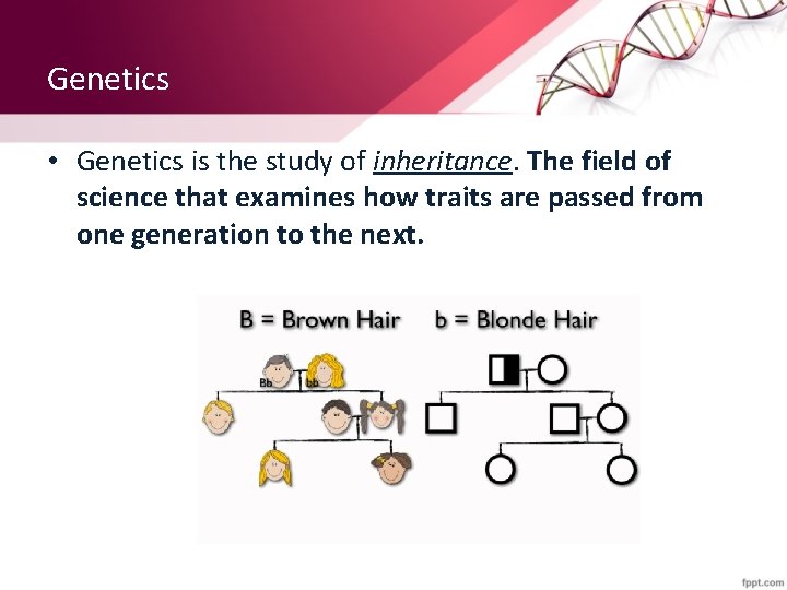 Genetics • Genetics is the study of inheritance. The field of science that examines