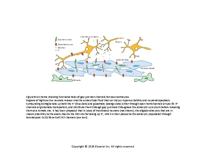 Chapter 9 Connexin and Pannexin Based Channels in