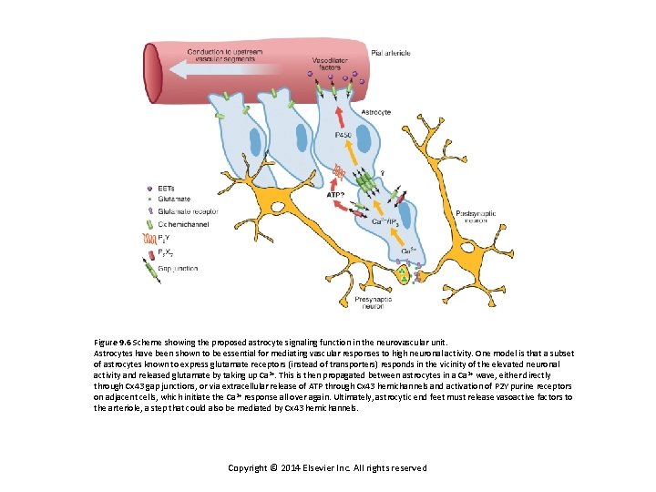 Chapter 9 Connexin and Pannexin Based Channels in